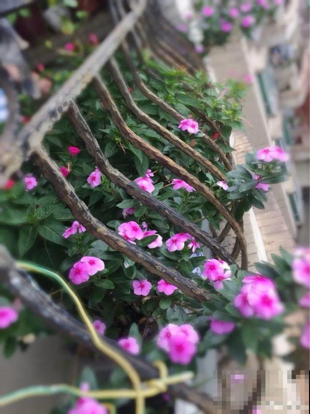 3月开始，8种花随便养，开花多长得快，新手也能养爆盆！
