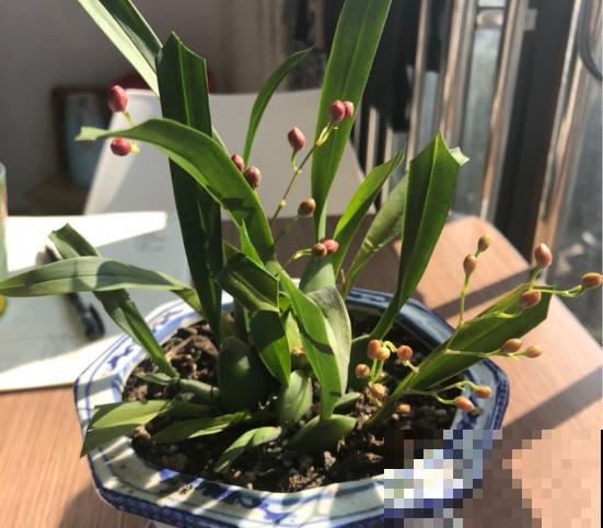 今日立春，家里有这些花，不要着急搬出去露养！