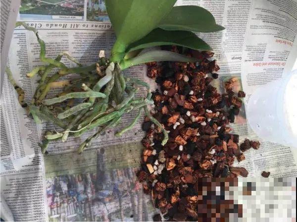 换盆时间到了，家里有这花，换完就窜新芽！