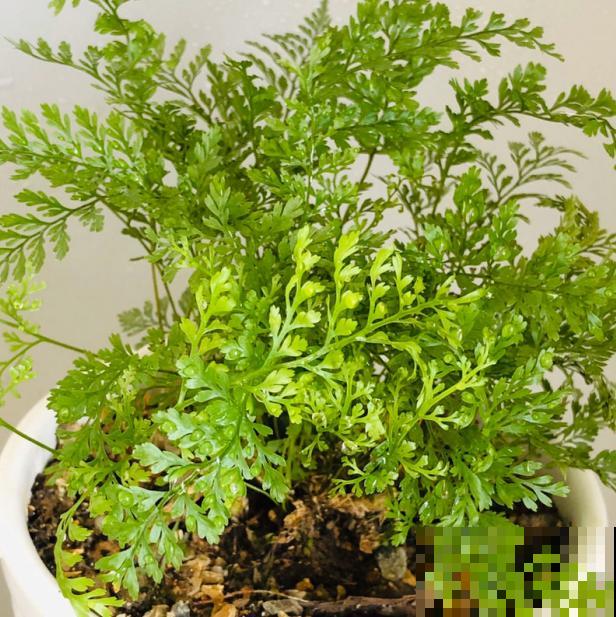 蕨类植物好看又好养，家里就能养，美貌堪比装饰品！