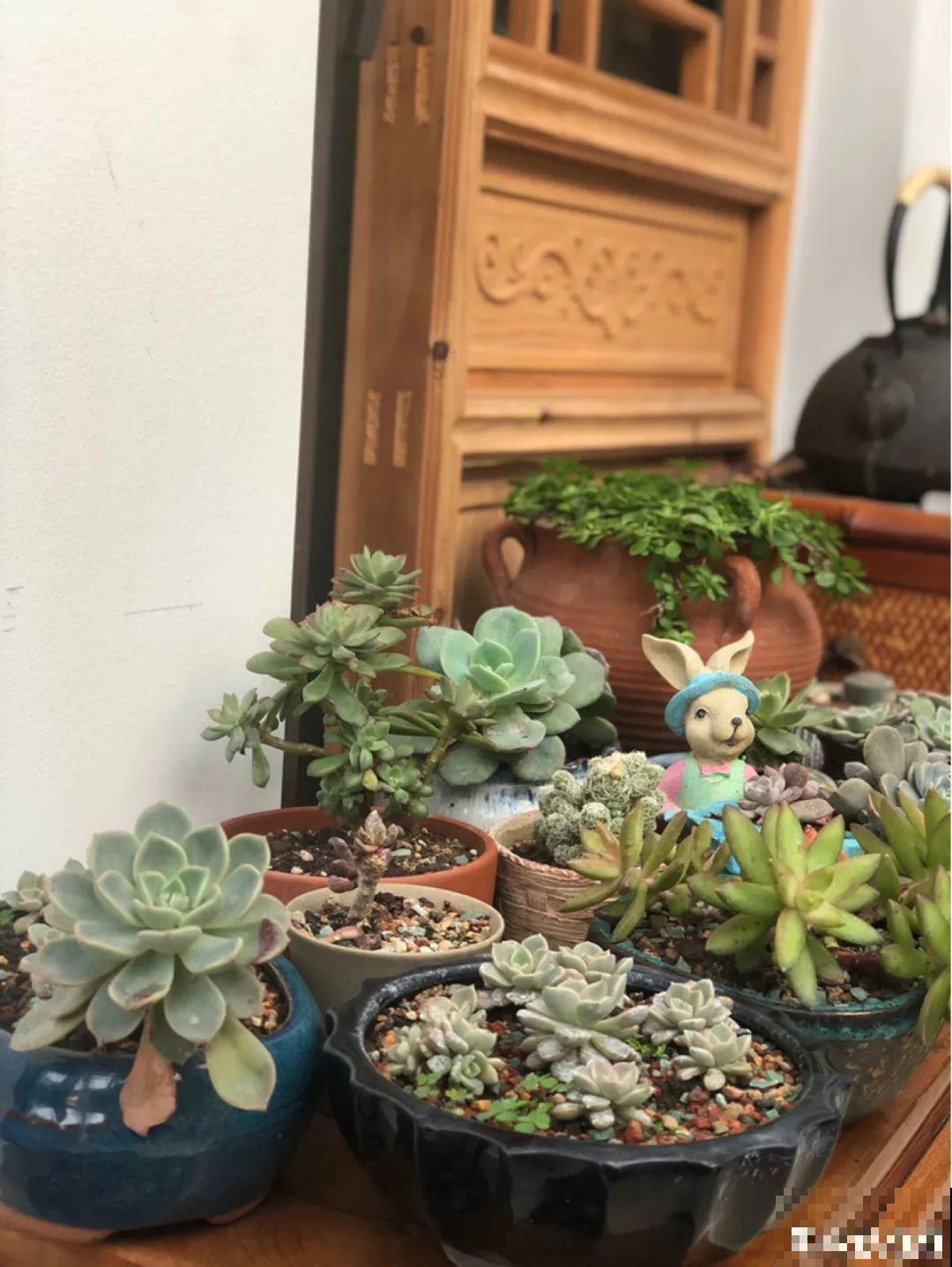 有一方小院，和你一起养花种草，这样就挺好！