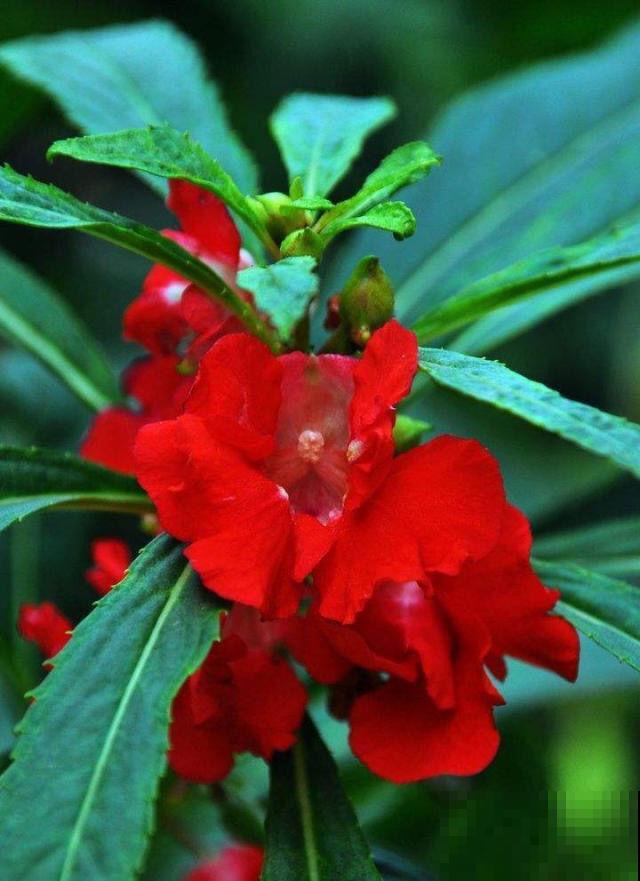 这2种花长在院子里的花，都是小时候的记忆，现在花盆里也能养