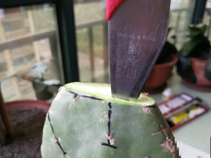 蟹爪兰插萝卜上，也能嫁接？这波操作还是头一回见！