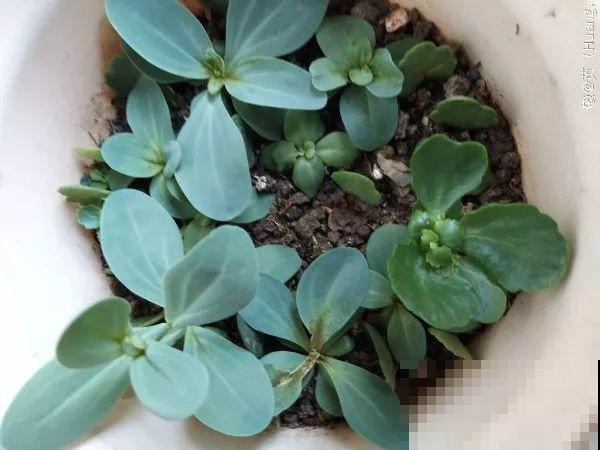 2月养花真忙，宅家里也不能闲，动动手就有收获！