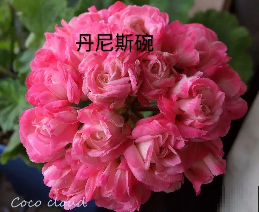 干净明亮的小窗台，适合养这花，谁见都夸漂亮！