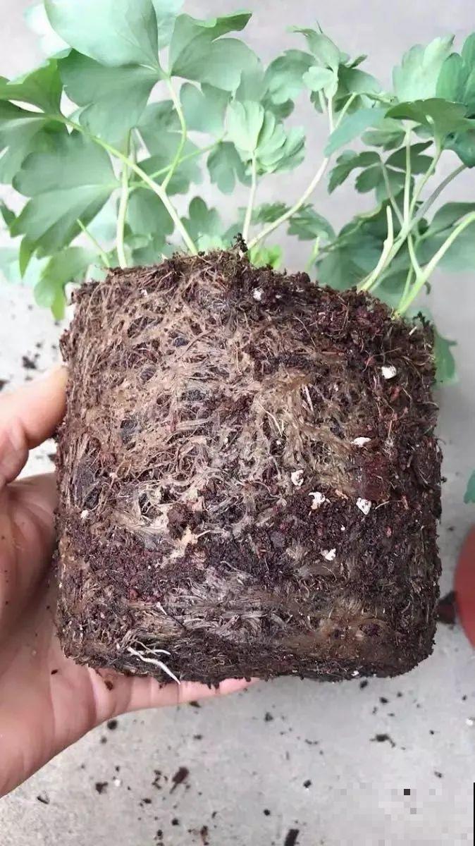 这花名字土掉渣，开花却特美，花期长达3个月！