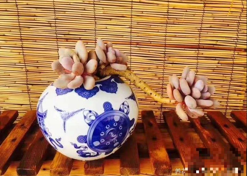 家里的酒瓶和多肉，搭配起来美呆了，比买的还好看！