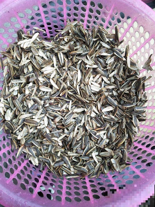 2种花，低于5℃赶紧搬进屋，否则冻得只剩盆
