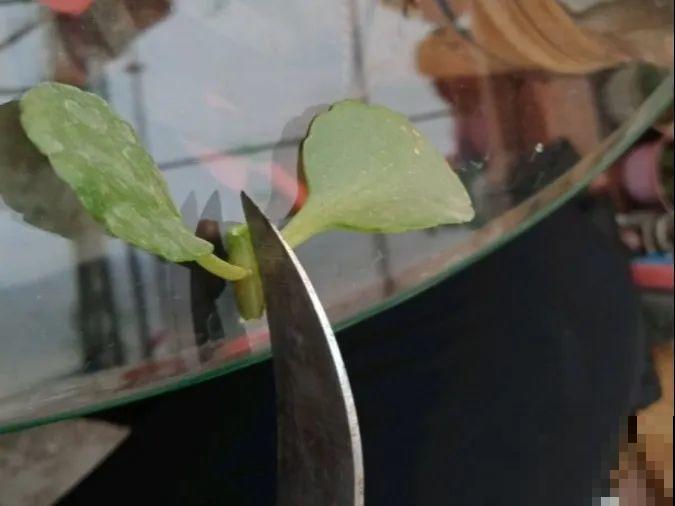 开完花的蟹爪兰，叶子摘一摘，放在梳子上遇水就生根！