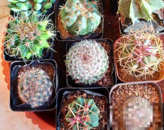 有些花，你以为还活着，其实早死了！