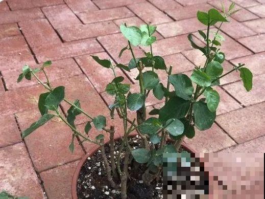 金枝玉叶不能长太高，越矮越值钱，一长高就砍！