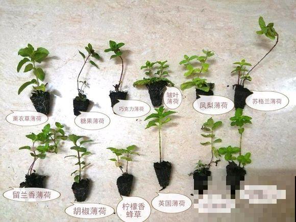 这种植物可以做菜，叶子摘下能泡茶，养人又养眼！