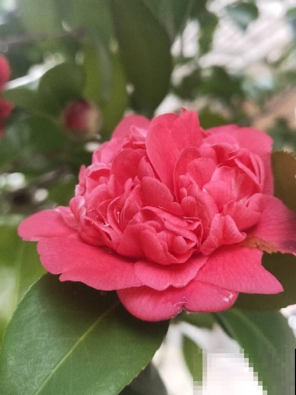 家里养这12种花，每个月开一盆，一整年都有花看