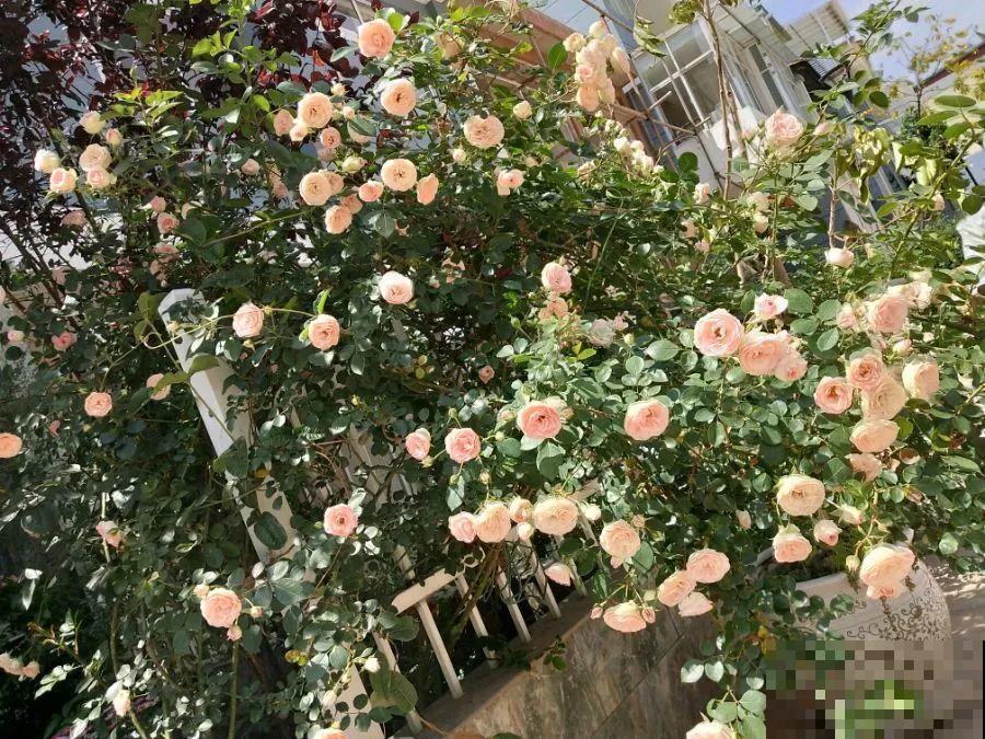 她在院子里养了上百种花，美食配着美花，日子乐悠悠！