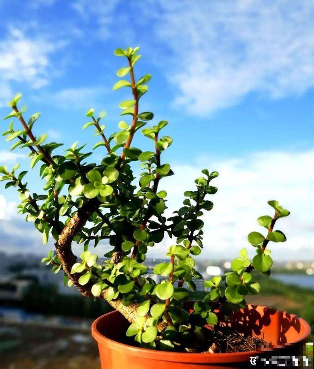 家里养这花，盆越小花越多，大冬天也能呼呼开！