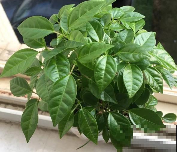 阳台也能种水果，这4种果树盆栽，耐旱耐热挂果多！