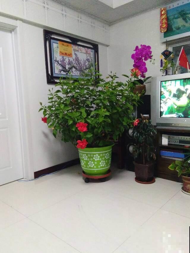 她家扶桑花冬天也能开满屋，原来是按照这法子养的，好厉害！