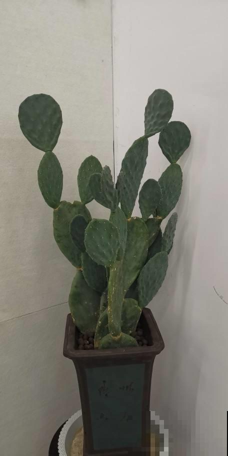 想让仙人掌一冬窜成大高个，就用这几个技巧养，效果绝了！