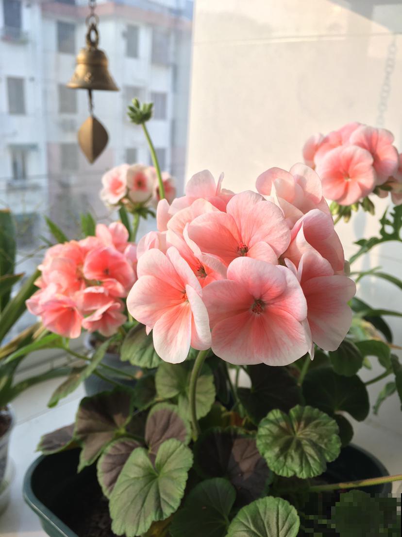 这两种花，开起来没完没了，阳台都变得热闹起来！