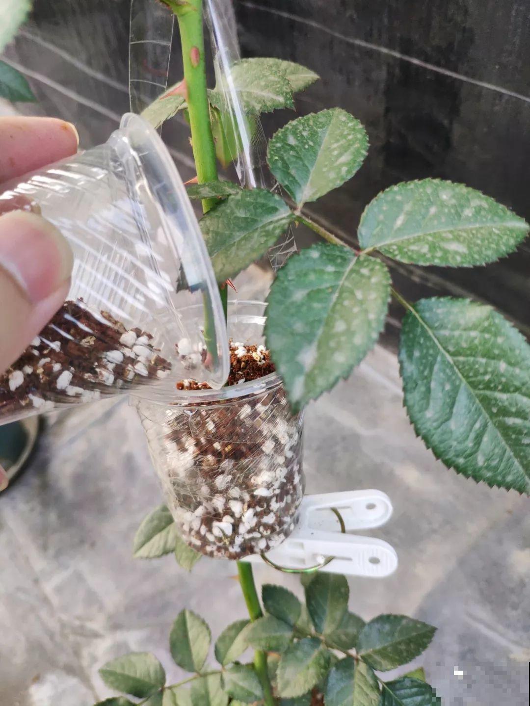 三角梅、月季用最简单的扦插法，塑料瓶套上就生根，懒人也会做！