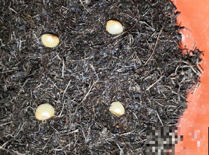 君子兰开完花，结出一串红果果，摘下来埋土里就发芽！