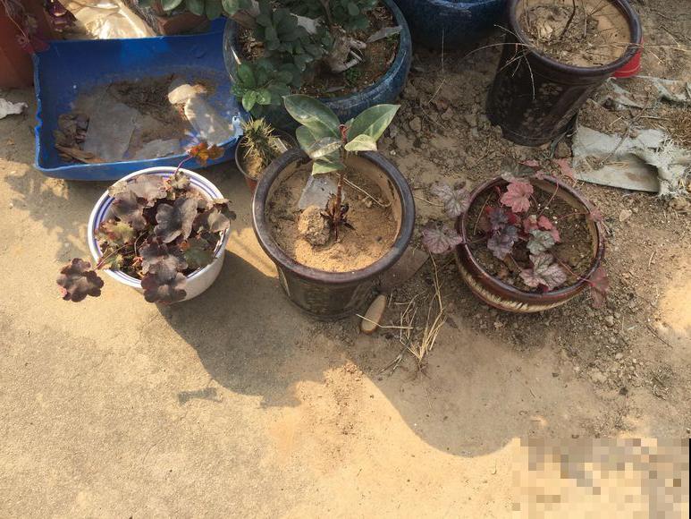别养绿萝了，种棵彩色的耐阴草，比花还美100倍！