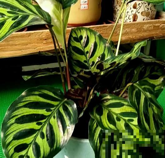 家里有这3种花，不要乱晒太阳，一晒叶子就发黄！