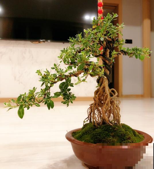 盆景修剪3大原则，收藏起来，你也能变大神！
