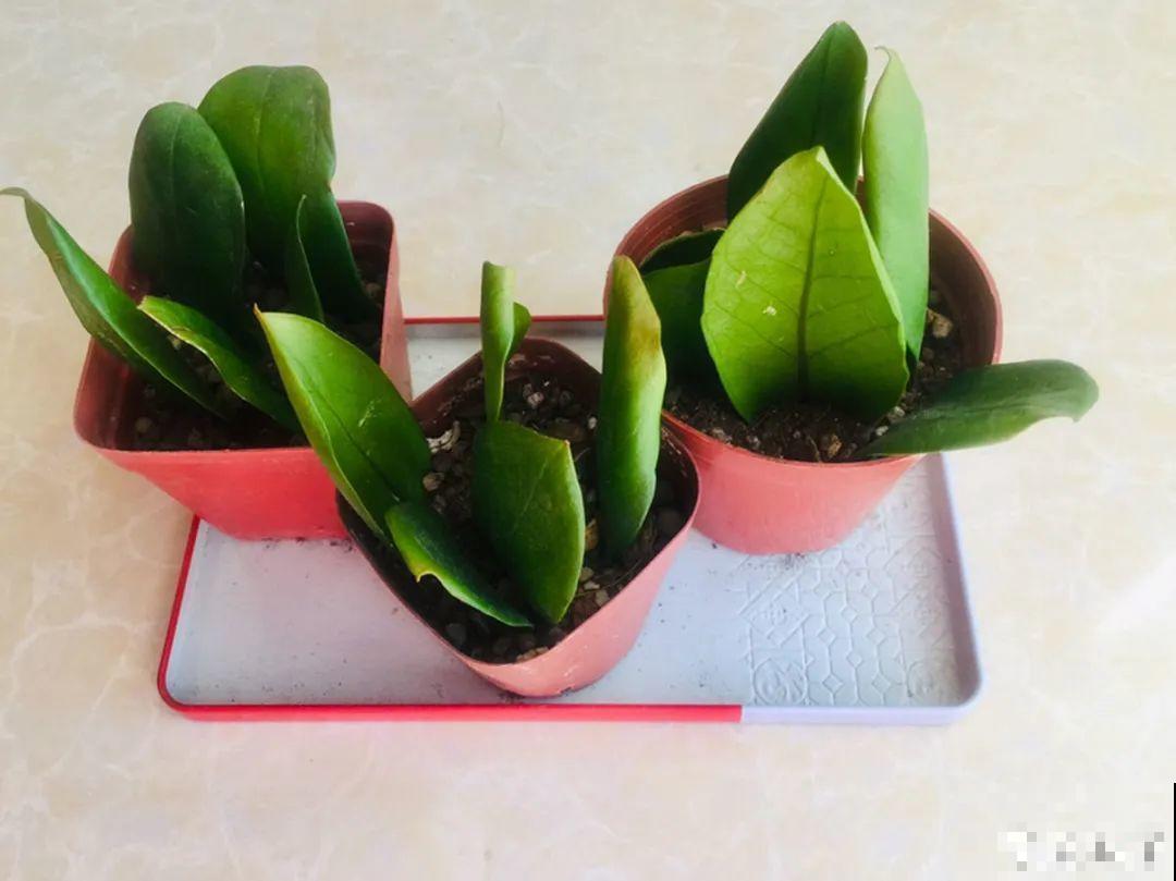 开完花的蟹爪兰，叶子摘一摘，放在梳子上遇水就生根！