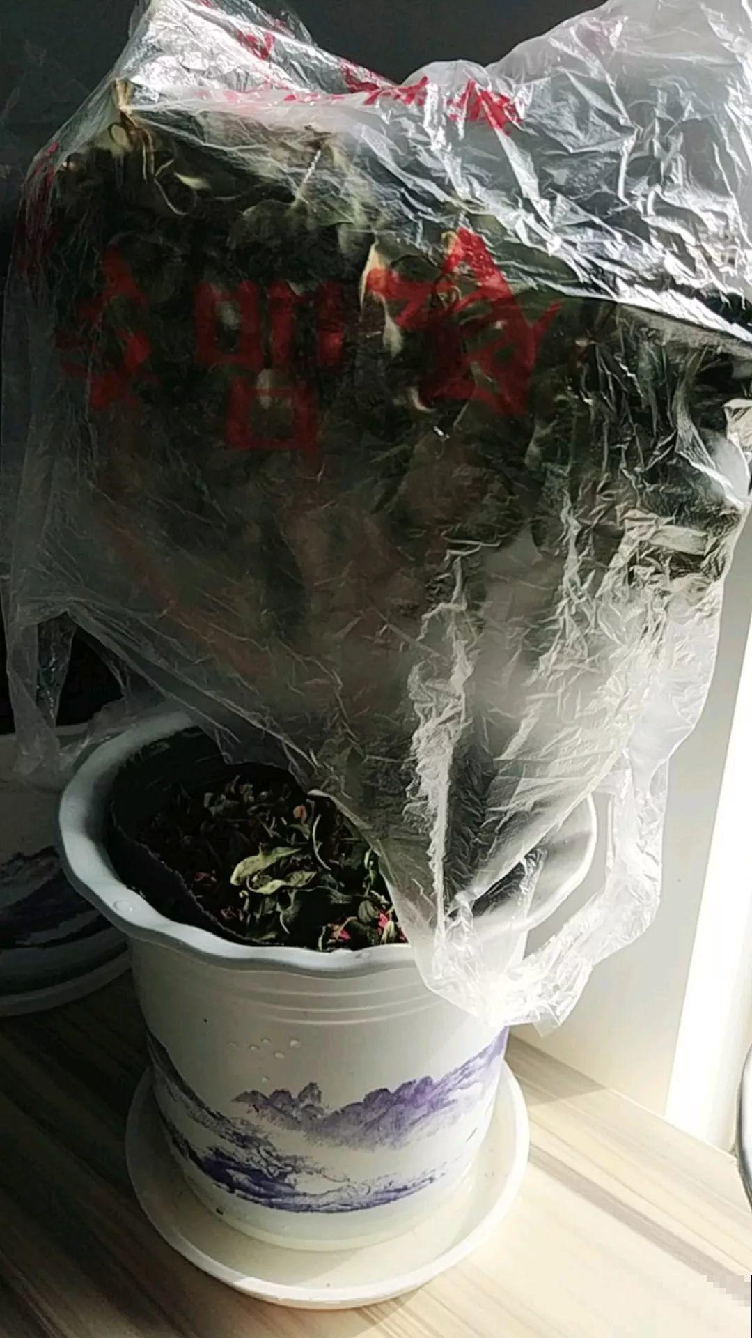 假期延长20天，家里的花全都蔫巴巴，抓紧救，还能活！