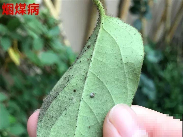 花变成这样，立马剪撒点粉，否则撑不过7天！