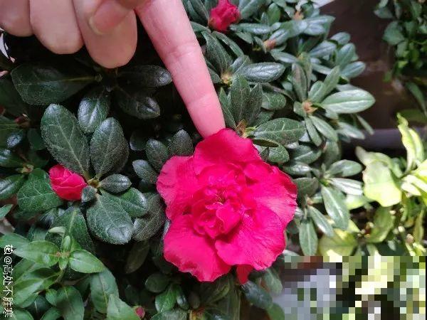这花公认难养，买回家没开两天，叶子发黄全都往下掉！
