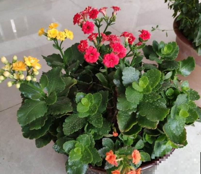 春节7种花开得旺，花期能维持大半年，你家有没有？