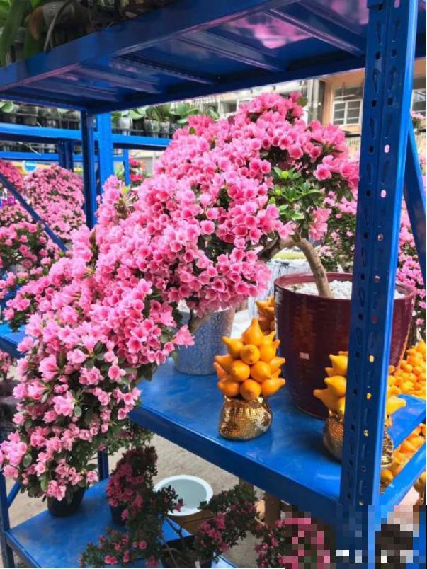 花市买花要会“挑”，挑对了开花一大片，整个春天有花看！