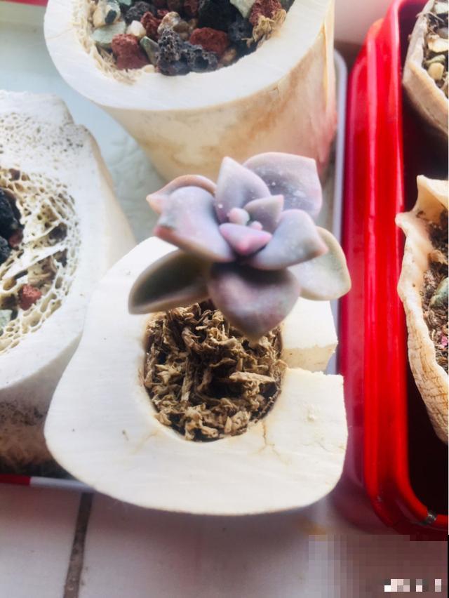 一次疫情，荒芜不了整个春天，阴霾会过去，鲜花也会盛开！