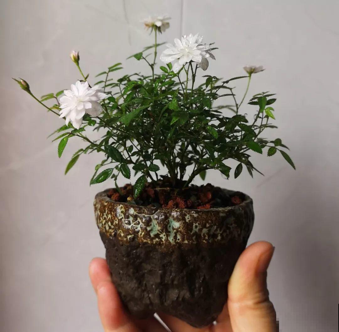 这花就用小盆养，盆越小越开花，比大盆更值钱！