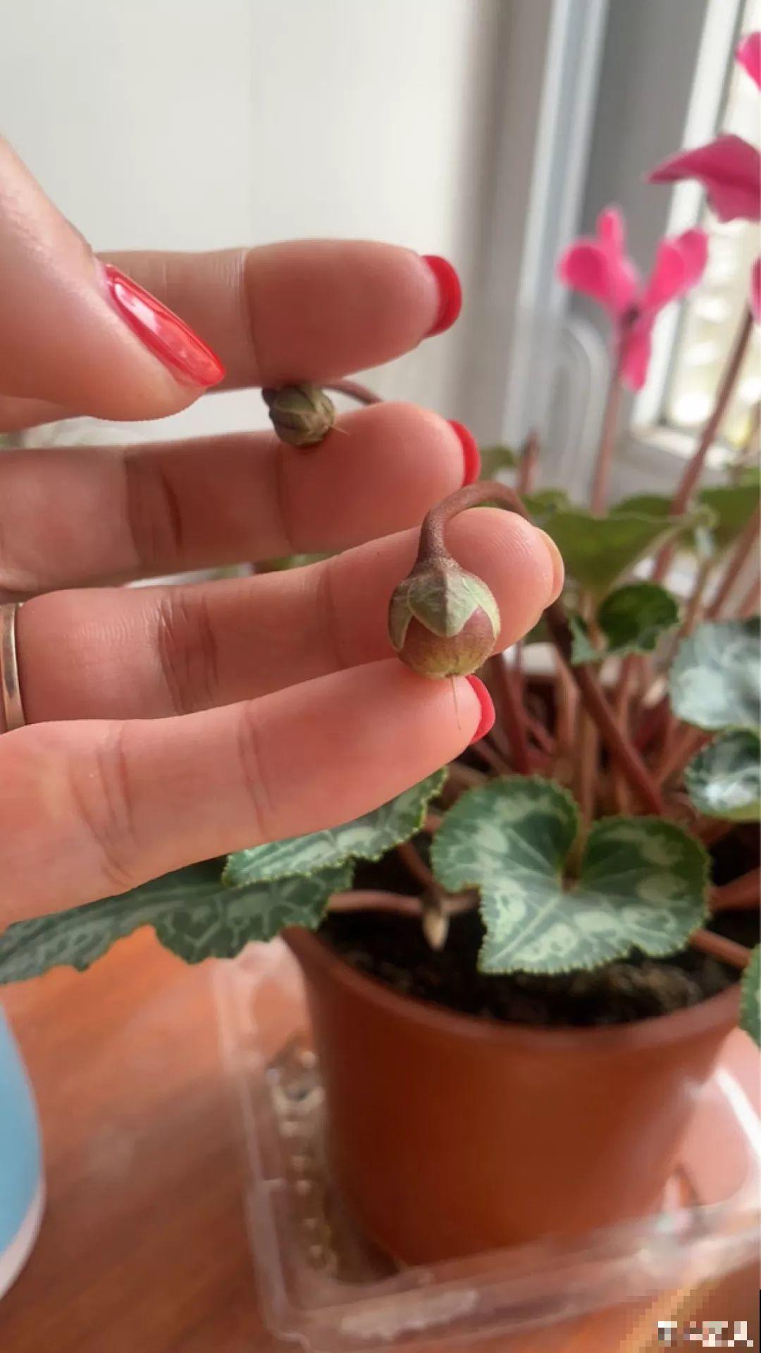 这花特好养，撒一把丢土里，冒出一堆新芽！