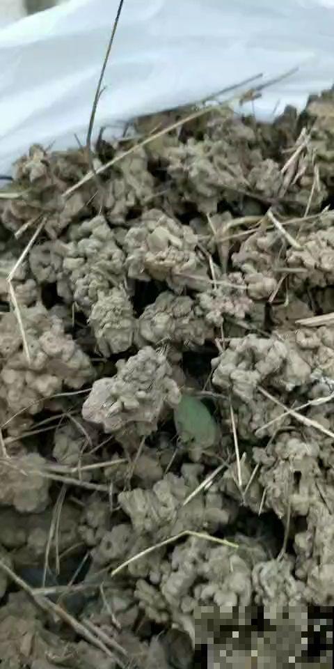 出门溜一圈，路边见到这些“垃圾”，拿回家都是养花“宝贝”