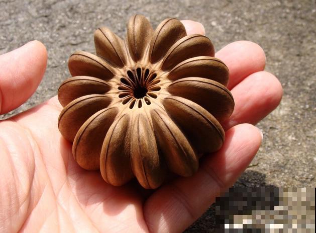 野外看到这5种植物，不要好奇去碰，会流出有毒汁液