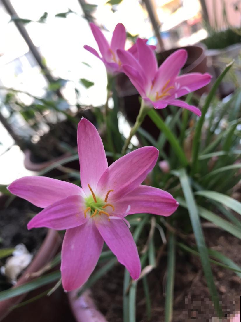 家里养这12种花，每个月开一盆，一整年都有花看