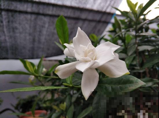 家里养栀子花，3个错误不要犯，否则一盆也养不活！