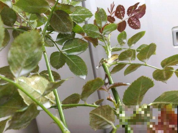 他给叶片喷牛奶，虫子死了一大片，花儿还能呼呼长！