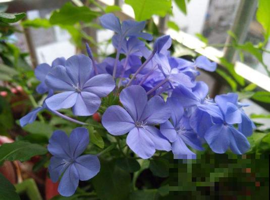植物界的3种“雪花”，居然是在夏天开的，你见过几种？
