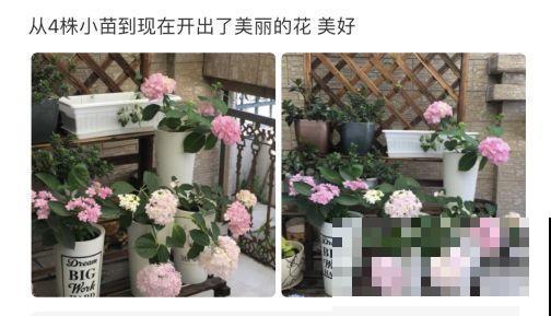 特耐阴的绣球花，光不好也能蹭蹭开，开花比拳头还大！