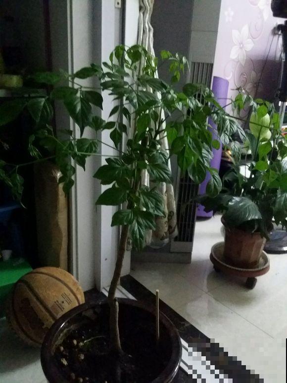 半死不活的幸福树，被我狠心砍一刀，结果冒出好多芽！
