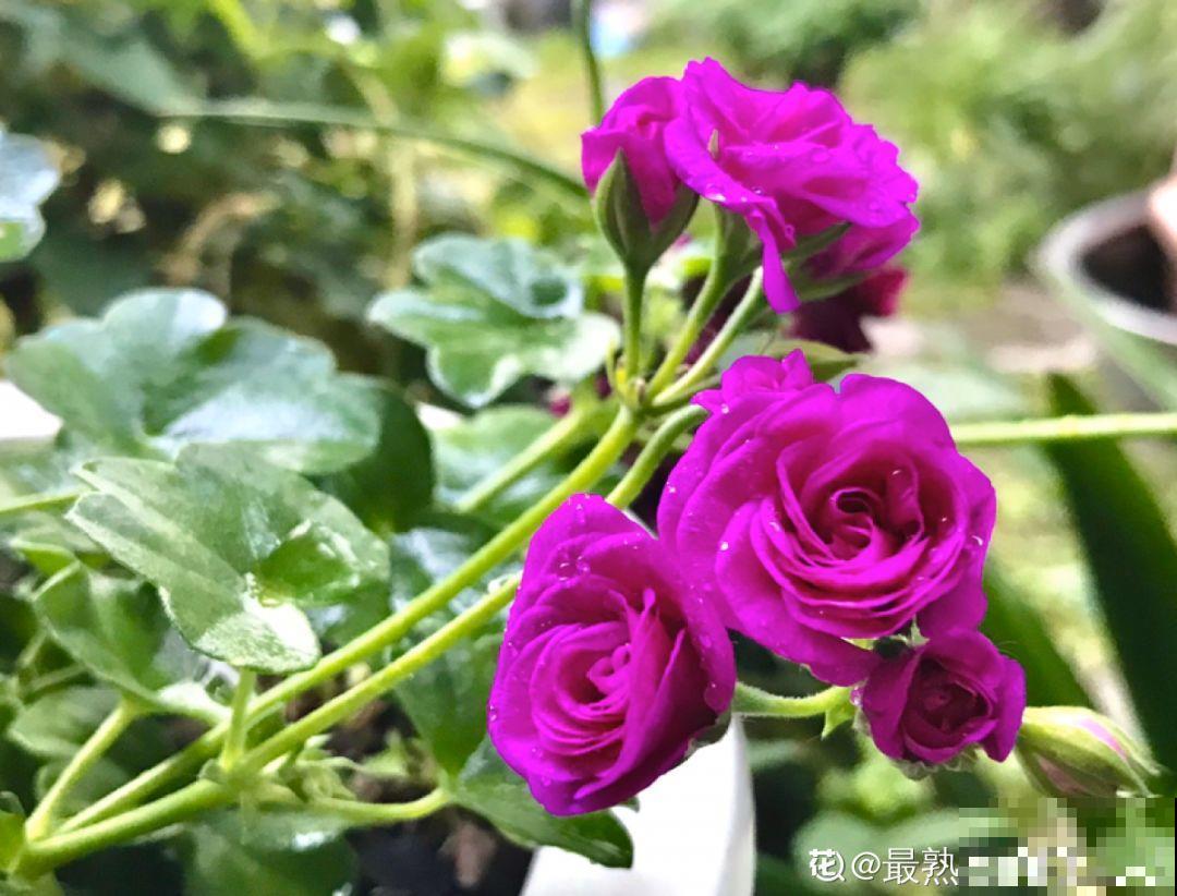 这花一旦重瓣，简直美爆了，怪不得人人爱！