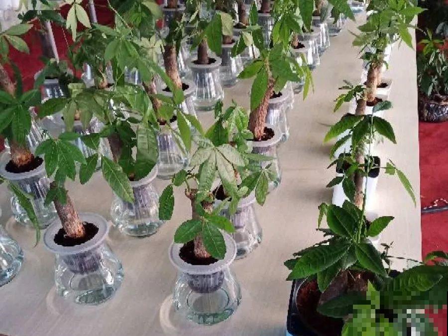 1杯水就能养活的花，干净卫生，家里养有气质！