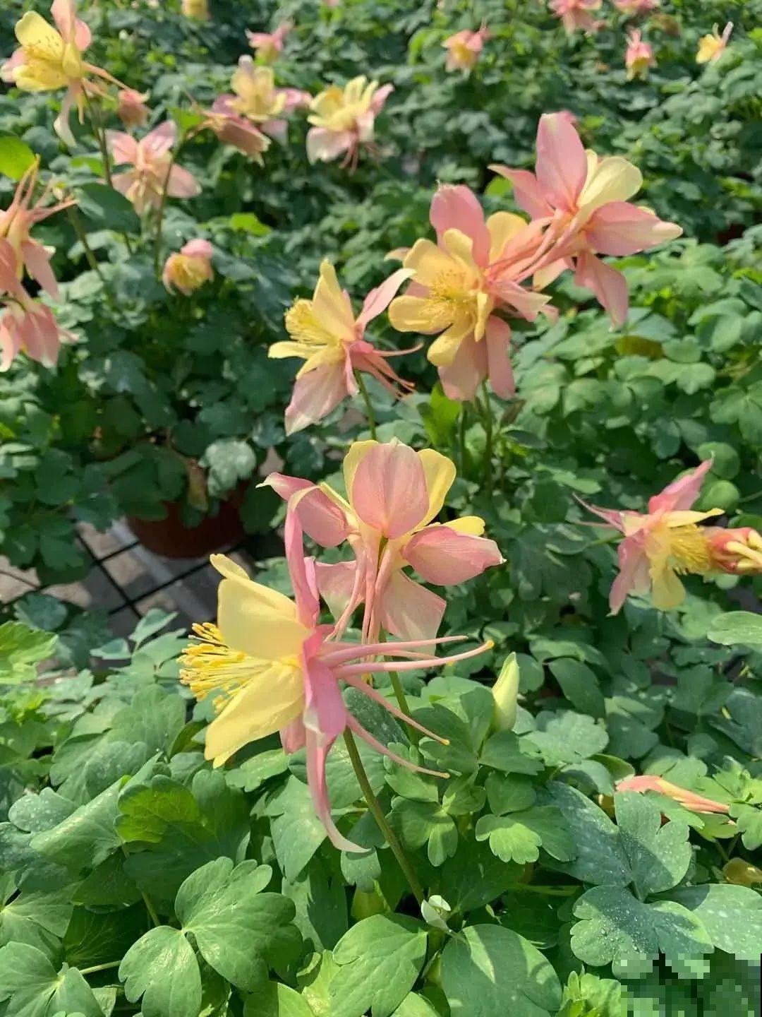 这花名字土掉渣，开花却特美，花期长达3个月！