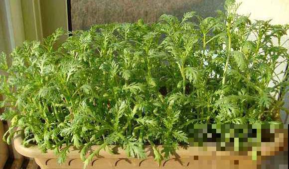 宅家无聊不如种菜，这小菜长势飞速，滋味美还好看！