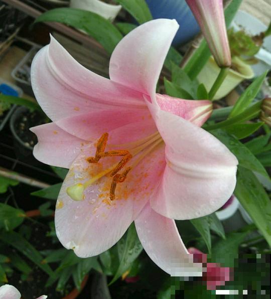 3月最适合种的花，门口栽一丛，开花又大又香！